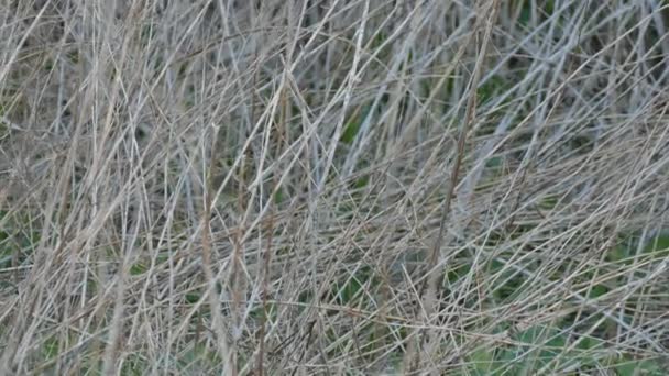 Paruline des palmiers au crépuscule à faible niveau vu à travers l'herbe dense au printemps 