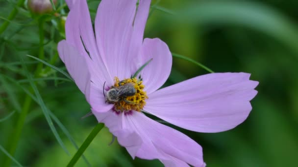 Красивый Фиолетовый Цветок Макрофокусе Большой Пчелой Покоящейся Центре — стоковое видео