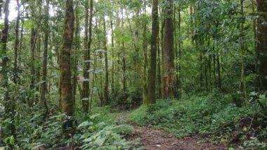 Tropikal yağmur ormanları süzülerek yürürken ve ilerlerken görülürler.