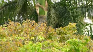 Kiskadee ve ağaçkakan kuşları Panama 'da aynı ekolojik sistemi paylaşıyor.