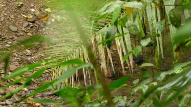 Palmiye ağacının yanında kuşla birlikte küçük bir nehire değdiği doğal bir ortam.