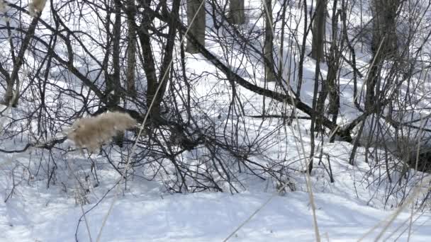 雪に覆われた地面で冬に低レベルの枝の中を飛ぶ鳥 — ストック動画