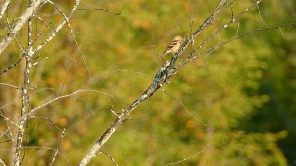 Goldfinch Злітає Злегка Розмитому Осінньому Фоні Листя — стокове відео