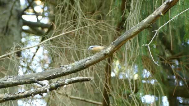 清澈的红胸野鸭 积极地寻找树枝上的小猎物 — 图库视频影像