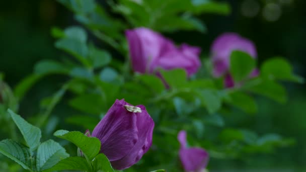 Flores Púrpuras Por Noche Con Mariposa Encaramada Vista Con Fondo — Vídeos de Stock