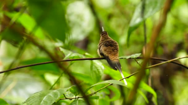 Ermitaño Pico Largo Phaethornis Longirostris Piando Moviendo Cola — Vídeo de stock