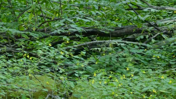 緑豊かなきれいな森の床で繁栄し 女性と男性の黒い喉の青のワルブラー — ストック動画
