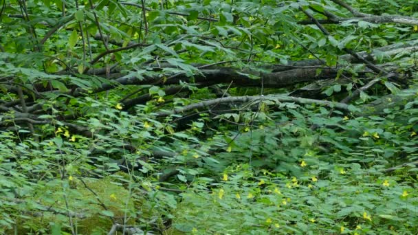 Parulines bleues mâles et femelles à gorge noire prospérant dans un joli sol forestier luxuriant 