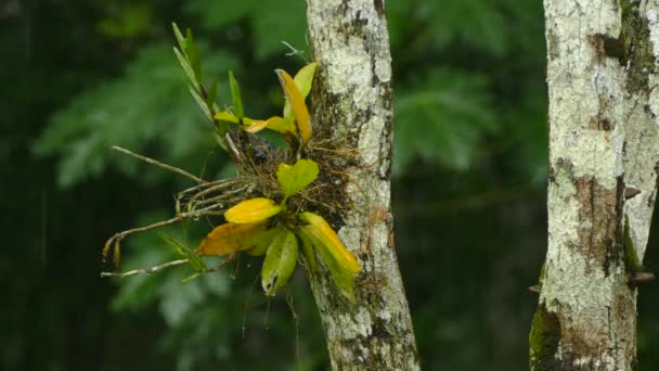 Végétation Luxuriante Sur Côté Arbre Est Atténuée Par Eau Pluie — Video