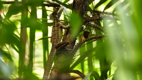 Basilic Commun Basiliscus Basiliscus Sur Arbre Avec Des Épis Des — Video