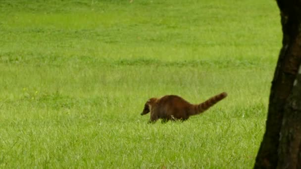Mignon mammifère coati d'Amérique du Sud courant à travers le champ vers la jungle 