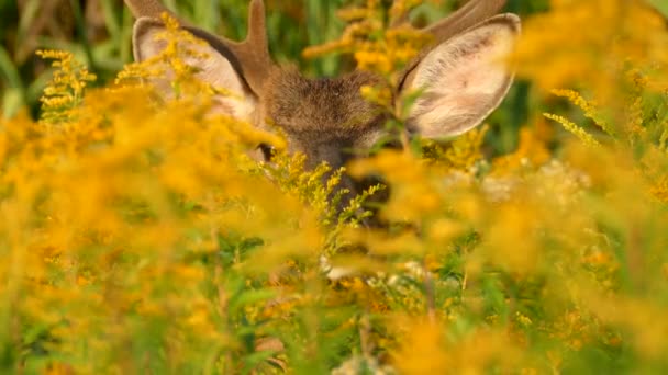 Nahaufnahme Des Rehgesichtes Durch Verschwommene Gelbe Blumen Auf Einem Feld — Stockvideo