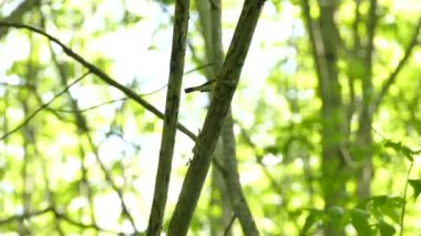 Üzerine tünediği dalın arkasında saklanan erkek kızıl bülbül türü.