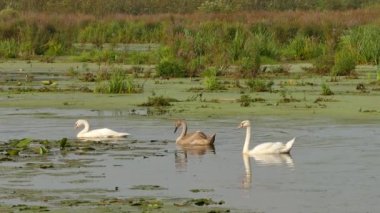Yoğun bataklıkta tımarlanırken kanatlarını çırpmak için sudan yükselen kuğu.
