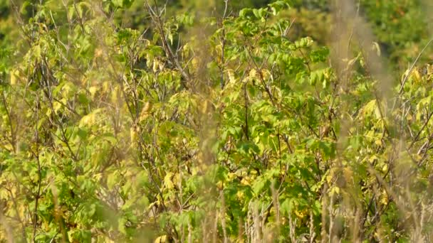 Petit oiseau volant rapidement vers le bas dans un arbre éclairé par la douce lumière du soleil 