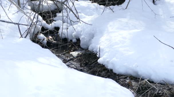 Chickadee Fågel Landar Och Tar Nära Ström Flyter Genom Snö — Stockvideo