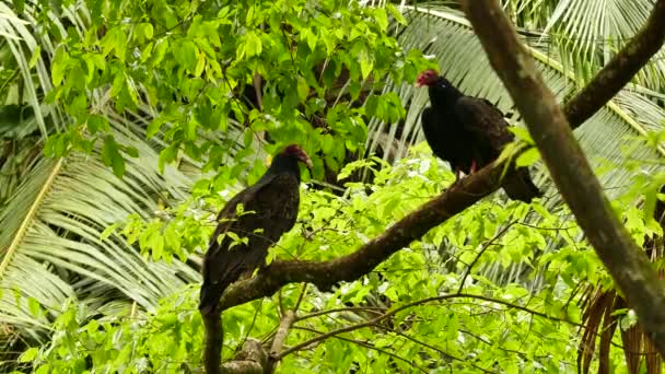 Pair Turkey Vultures Perched Together Wild Natural Setup — Stock Video