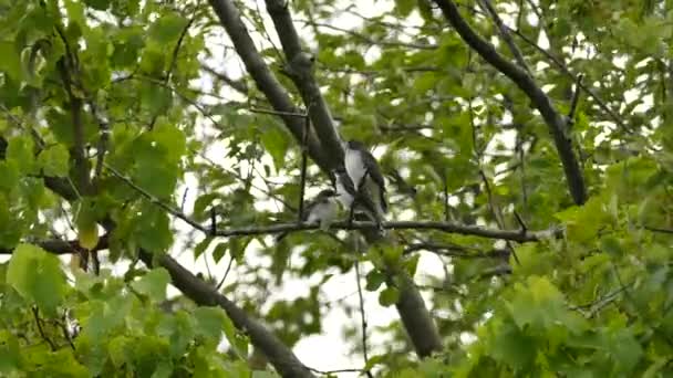 Τρεις Νεοσσοί Kingbird Τύπου Flycatcher Πτηνών Που Προσπαθούν Τραφούν Από — Αρχείο Βίντεο