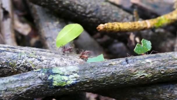 Tracking Shot Ants Carrying Large Heavy Leaves — Stock Video