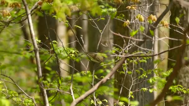 Viréo aux yeux rouges petit oiseau volant rapidement sur de jeunes arbres frais pendant une belle journée de printemps 