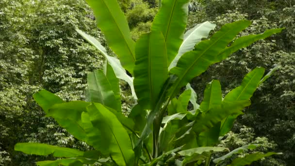 Tiro Estable Árbol Tropical Con Hojas Grandes Que Soplan Suavemente — Vídeos de Stock