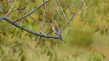 Cedar Waxwing dala konuyor ve yüzünü karşı tarafa çeviriyor.