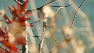 Kinglet 'in yakın plan görüntüsü arkadaki bulanık siyan suyunda bir dal üzerinde zıplıyor