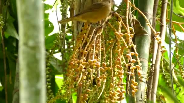 Oiseau Marchant Sur Bouquet Fruité Tropical Baies Orange Dans Nature — Video