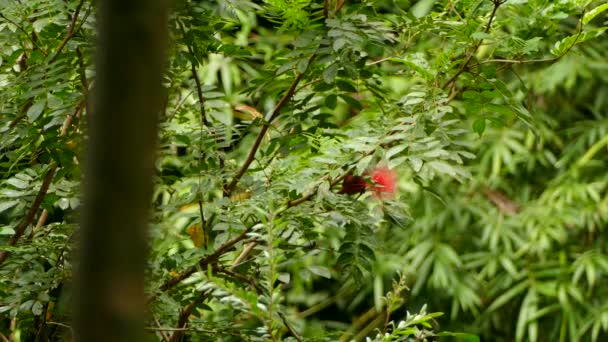 Pássaro Escondido Atrás Folhas Para Alimentar Uma Flor Cenário Selva — Vídeo de Stock