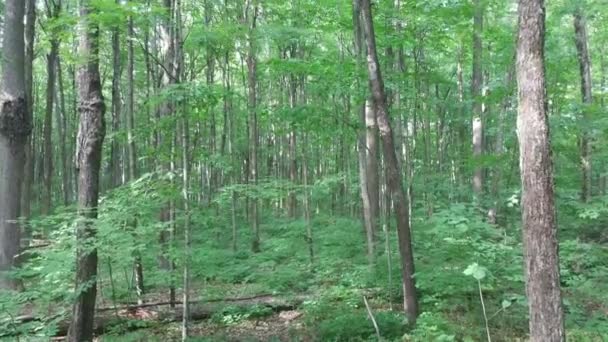 Naturschutzbemühungen Gut Erhaltenen Wäldern Kanada — Stockvideo