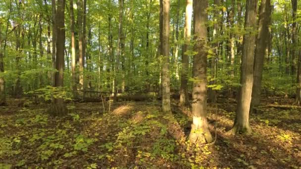 캐나다의 드넓은 나뭇잎 나무만있는 양지바른 숲에서 떠오르는 — 비디오