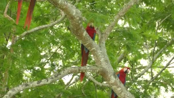 Långsam Spårning Och Zoom Out Skott Grupp Scarlet Macaws Det — Stockvideo