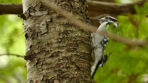 Primer Plano Múltiples Disparos Pájaro Carpintero Peludo Picoteando Ligeramente Árbol — Vídeo de stock