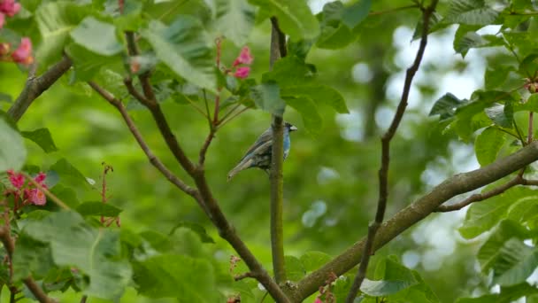 Ndigo Kiraz Kuşu Uçarken Bir Başkası Aynı Yaprak Döken Ağaçtan — Stok video