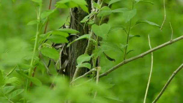 緑豊かな森の中で野生の茂みに浮かぶ美しい青い翼のあるウォブラー — ストック動画