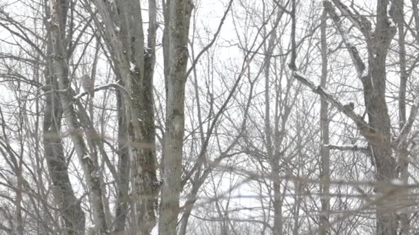 Πολύ Αργή Βολή Του Barred Κουκουβάγια Σκαρφαλωμένο Φυλλοβόλο Δάσος Χειμώνα — Αρχείο Βίντεο