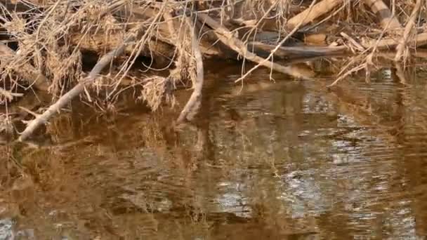 Beaver Swimming River Batch Tree Logs Which Bird Perches — Stock Video