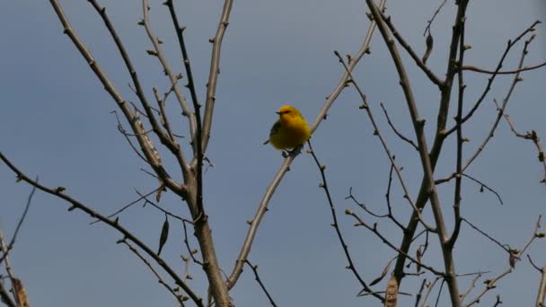 Hübscher Kleiner Grasmückenvogel Mit Schwarzer Maske Hüpft Verrauchten Himmel Äste — Stockvideo