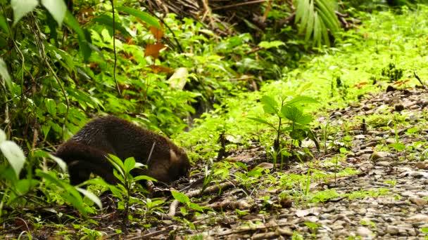 パナマの熱帯哺乳動物Coati草の中を歩くと採餌 — ストック動画