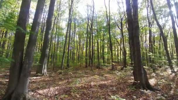 Floresta Folhas Largas Canadense Vista Outono Câmera Montada Gimbal — Vídeo de Stock