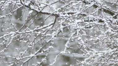 Kuzey Amerika 'da kar yağışı sırasında karlı dalların arkasında saklanan kuş.