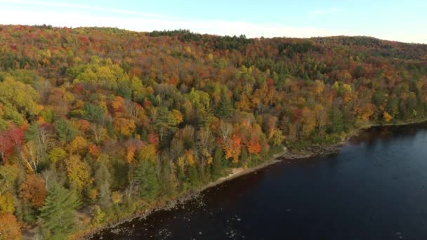 Lento Movimiento Aéreo Disparo Bosque Cerca Río Colores Otoño Canadá — Vídeo de stock