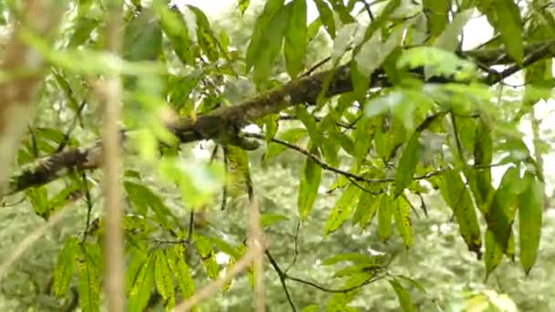 Tracking Shot Tratando Seguir Pájaro Warbler Blanco Negro Diminuto Rápido — Vídeo de stock