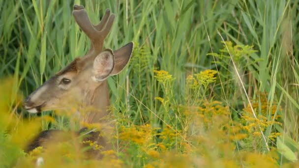 動物が左から右に動いている間に鹿の背中を閉じる — ストック動画