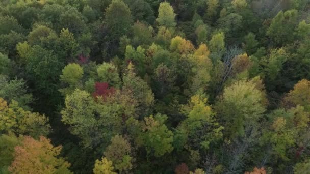 Aerial Approaching Descending Shot Early Fall Forest Pale Shades — Stock Video