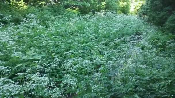 Deslizamiento Disparado Sobre Arbustos Flores Blancas Largo Pequeño Arroyo Agua — Vídeos de Stock