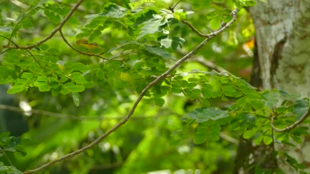 Yellow Bird Quickly Hopping Fresh Green Tree Sunny Day — Stock Video