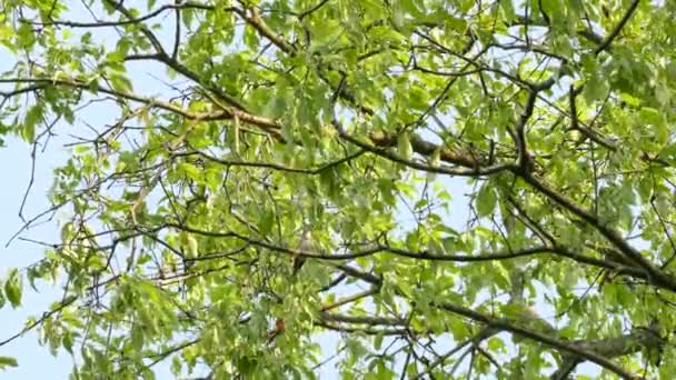 Vireo Vogel Verscholen Het Zicht Een Boom Tijdens Matige Wind — Stockvideo