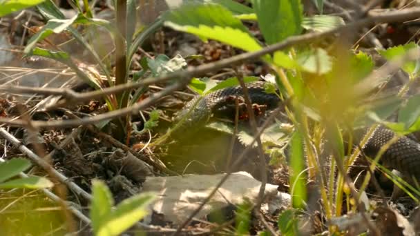 Serpente Cor Escura Movendo Muito Lentamente Direção Câmera Sol Brilhante — Vídeo de Stock