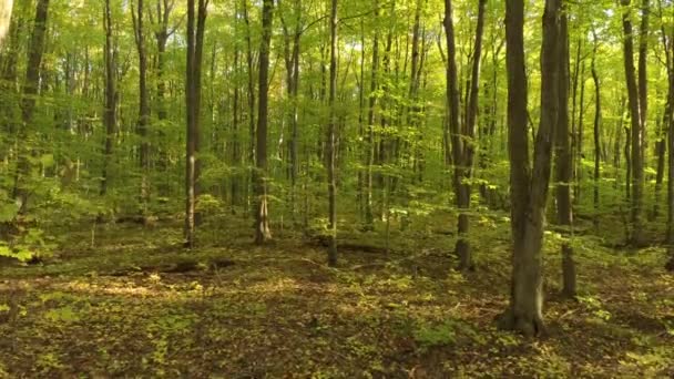 Drone s'envole lentement dans une forêt dense ensoleillée magique en Amérique du Nord 